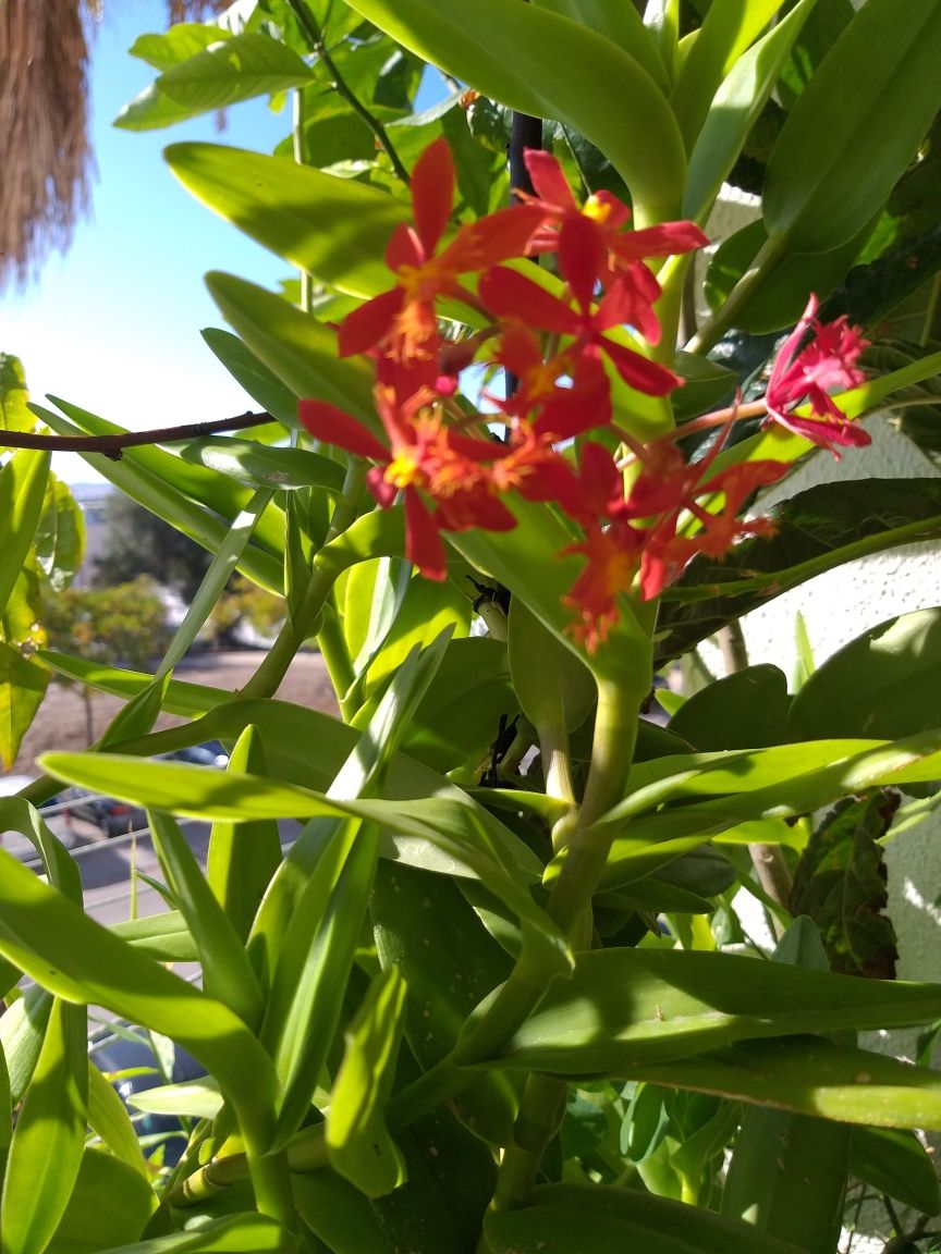 Orquídea Rara lindíssima. Cada muda