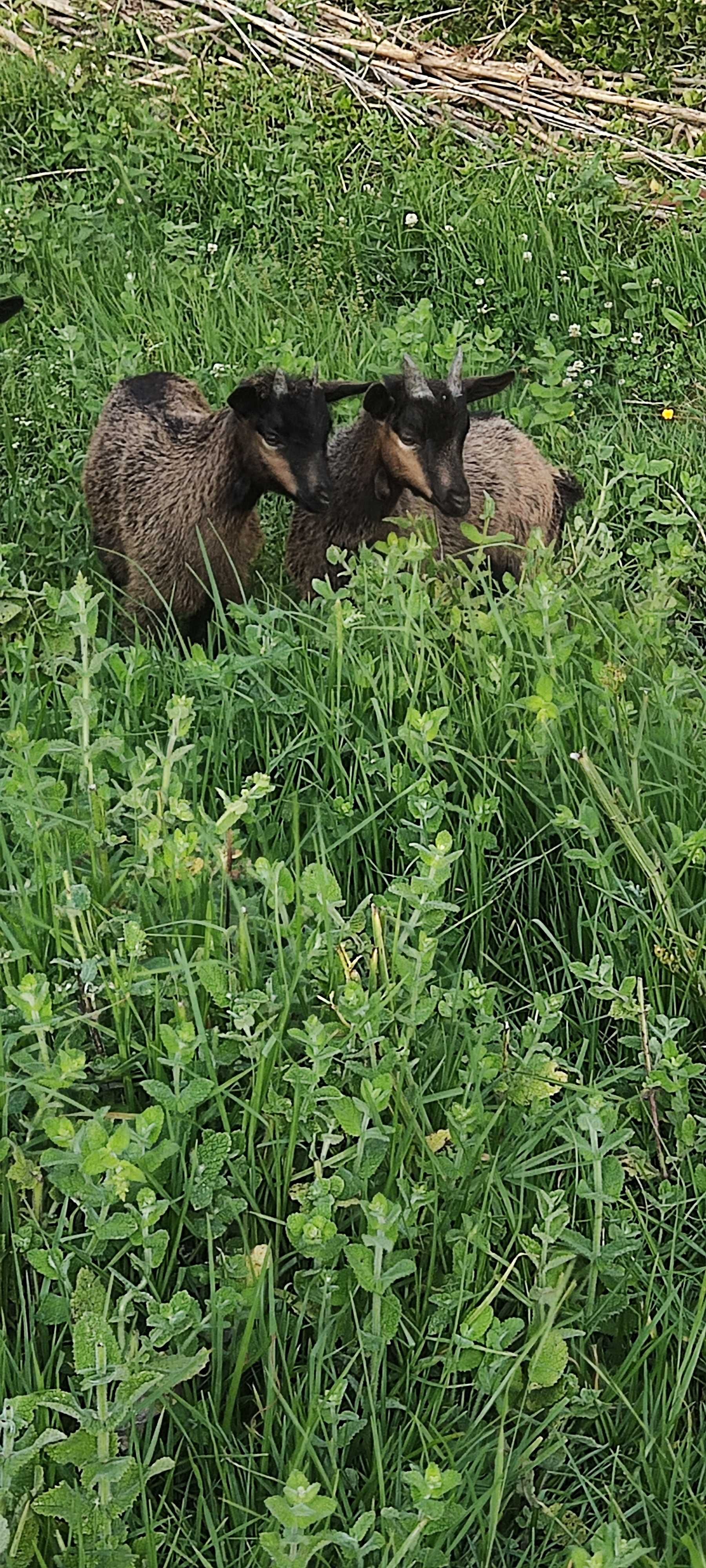 Cabrito arrasado de anão