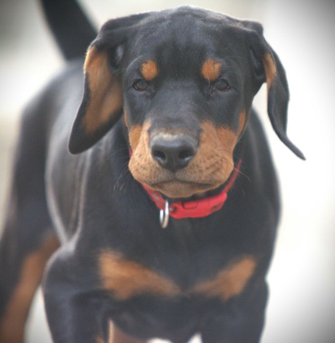 Szczenieta Doberman