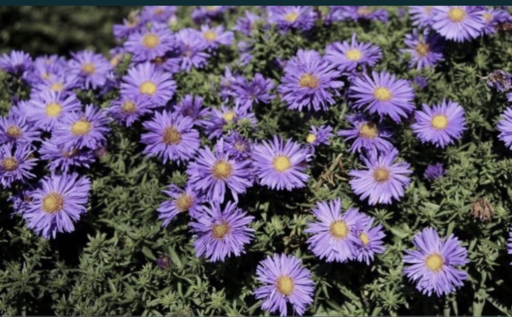 Aster marcinki fioletowe sadzonki