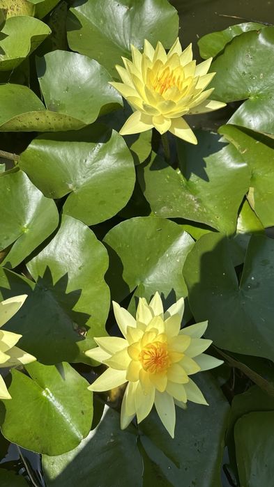 Лілії,німфеї,водна лилия