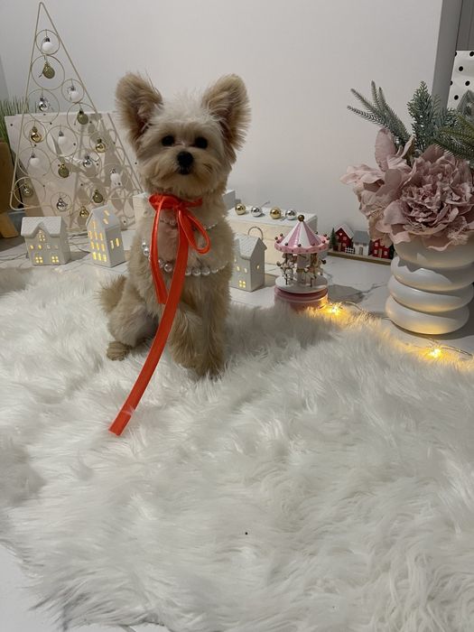 Наймиліші Помапу  експортний рівень якості!