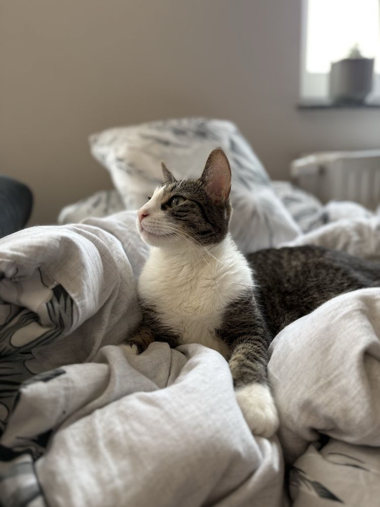 Kotka do adopcji
