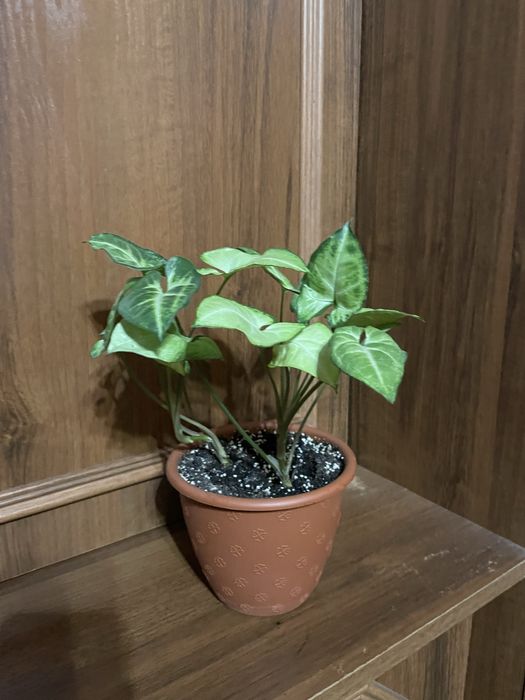 Сингоніум Вайт Батерфляй