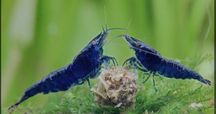 Krewetki neocardina Blue Velvet akwarium słodkowodne