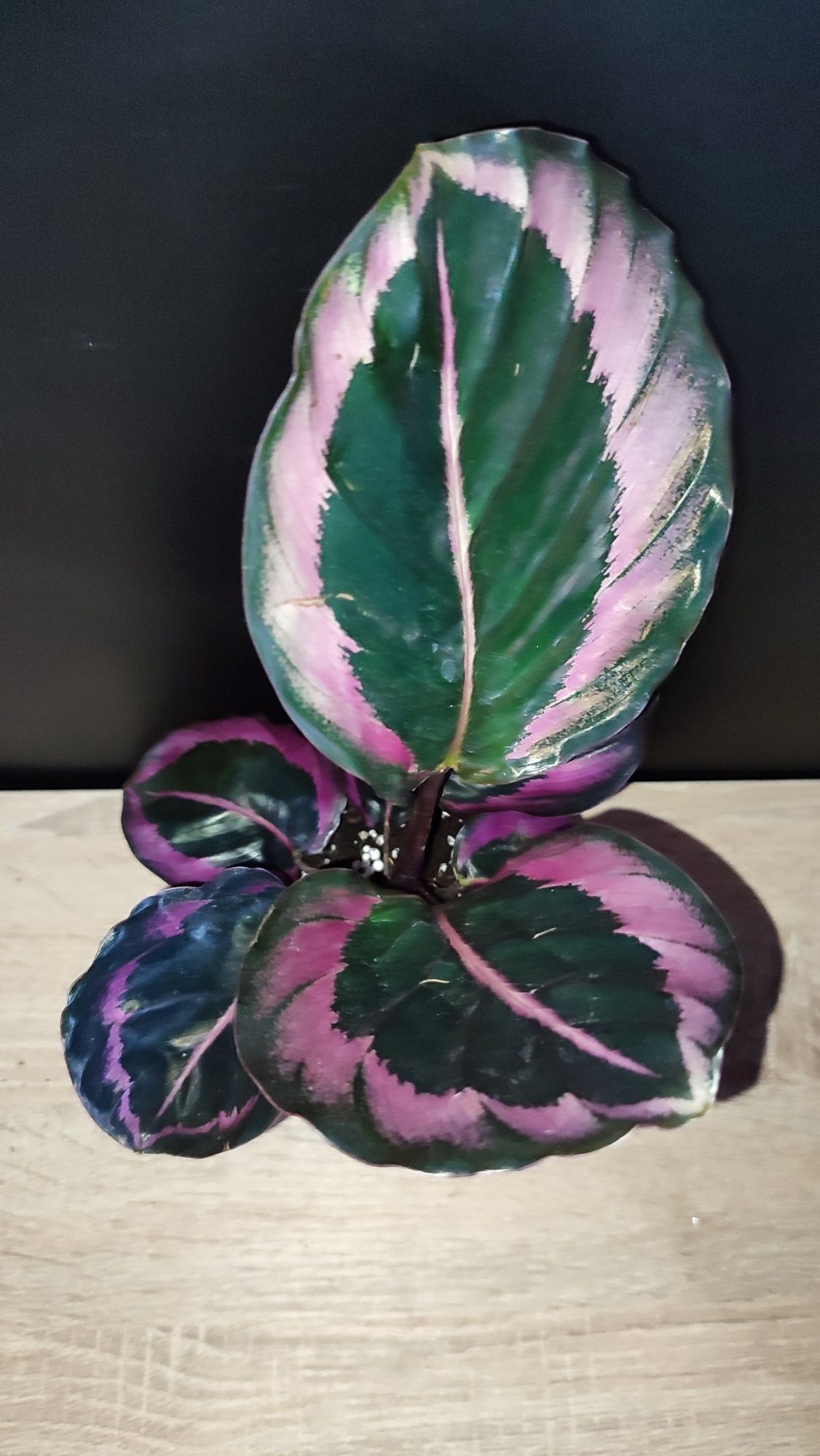 Calathea Red Mojo Starter Plant
