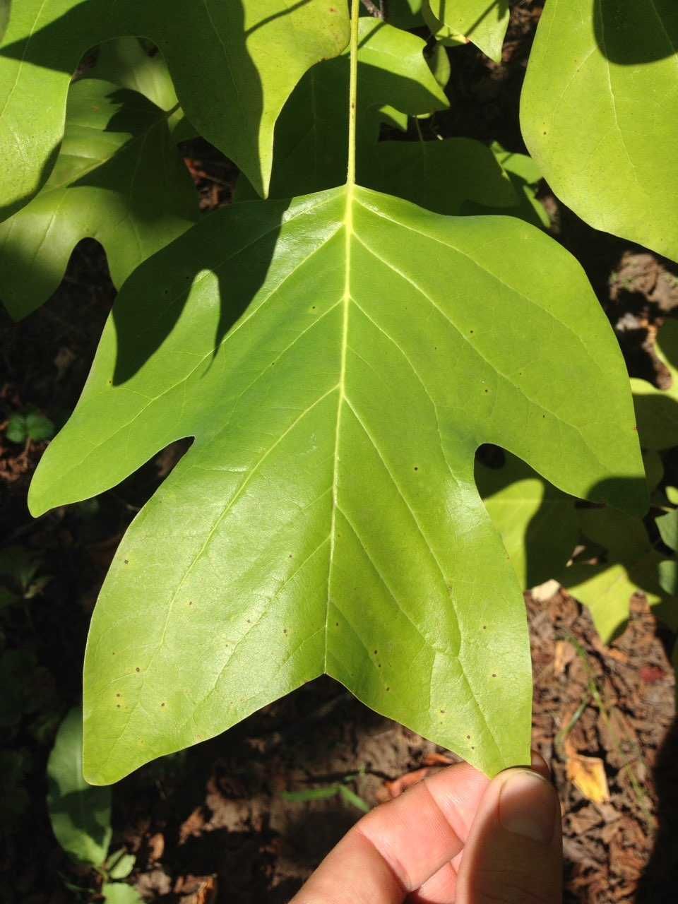 Лириодендрон тюльпанный (Liriodendron tulipifera)