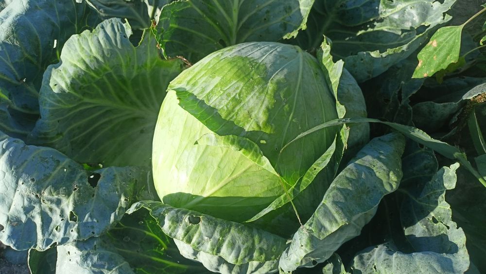 Kapusta  Agresor, Profesor