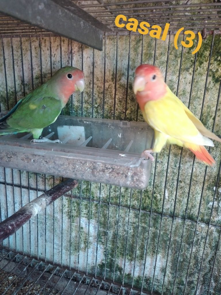 Agapornis Rosicolis  ano  2025 P/ ceder a partir de 15€