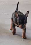 Pincher cachorrinhos disponiveis