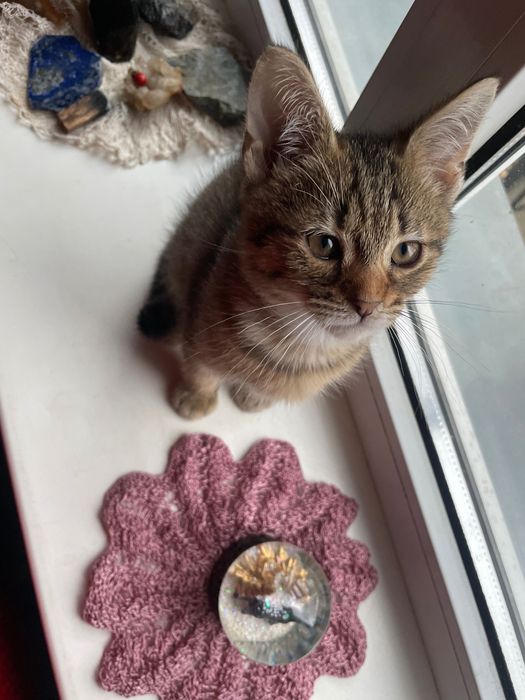 Кошенята таббі, 2 міс. Є метис черепахового кота