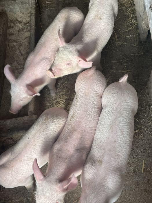 Продам поросят,порода велика біла,вік 6 неділь