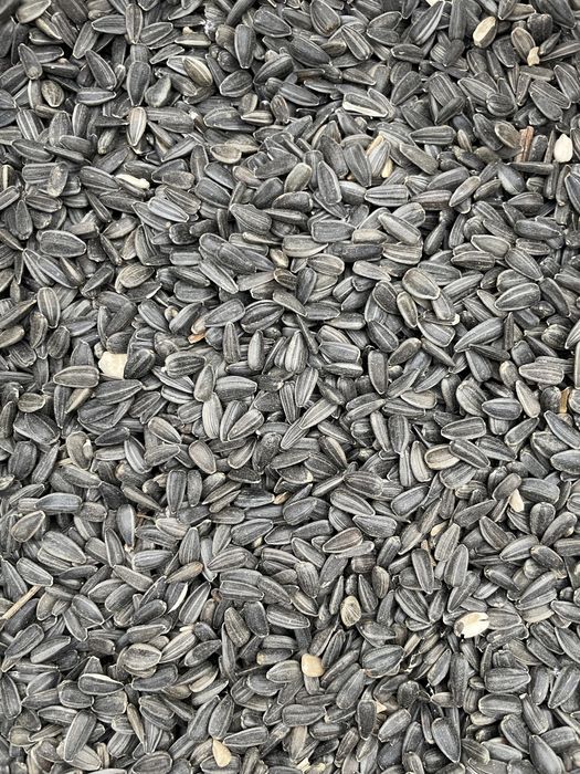 Słonecznik czarny karma dla dzikich ptaków, gołębi 5 kg