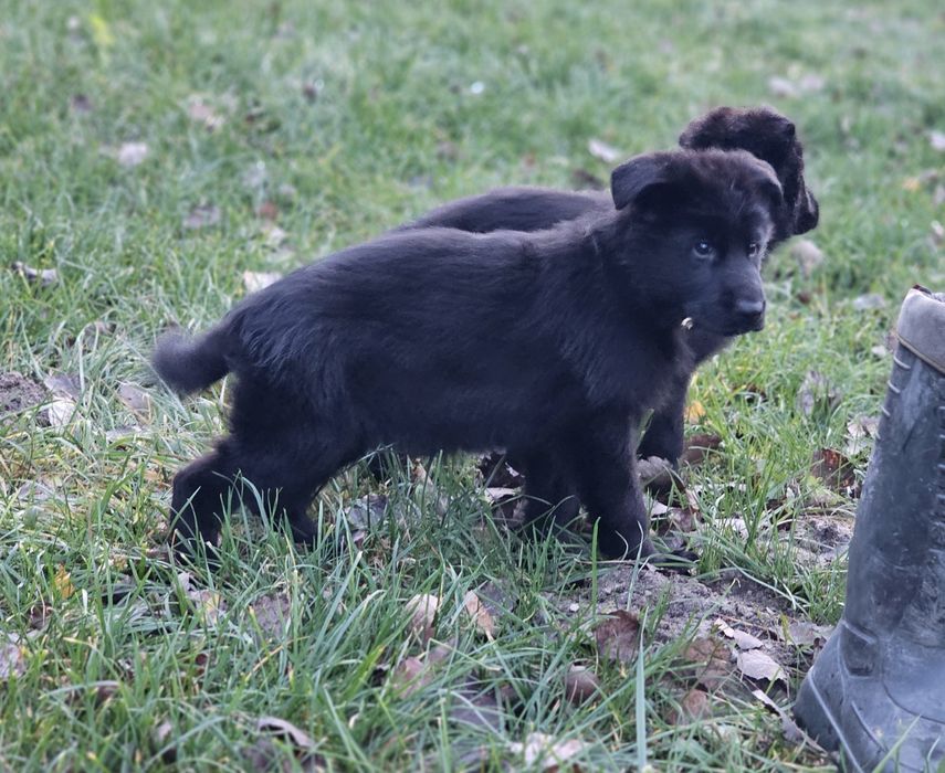 Owczarek niemiecki czarny SUKA