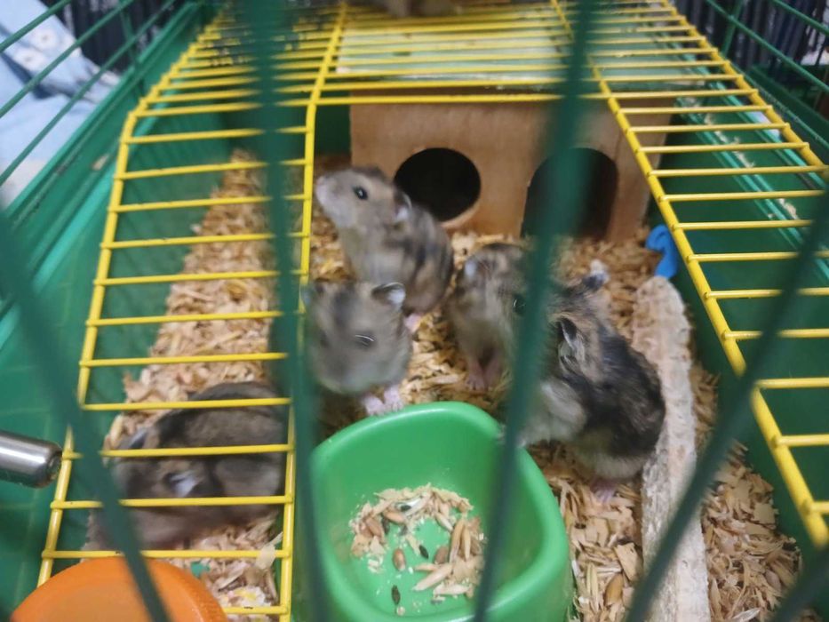 хомяк джунгарский