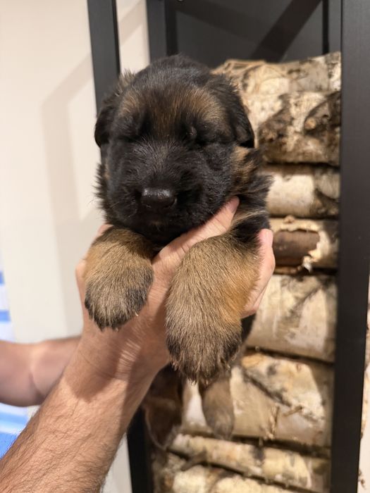 Owczarek niemiecki długowłosy fci