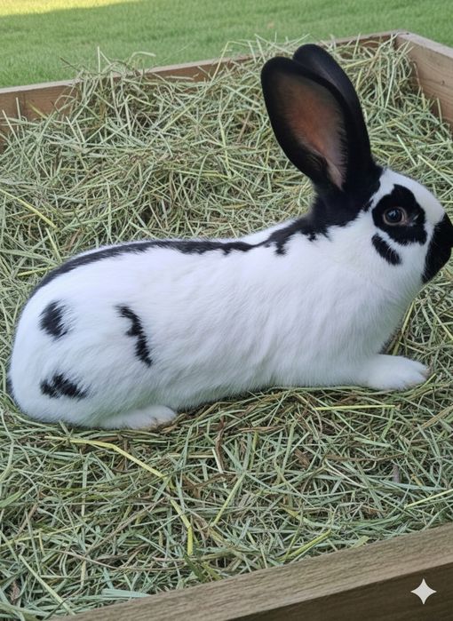 Кролі німецький строкач