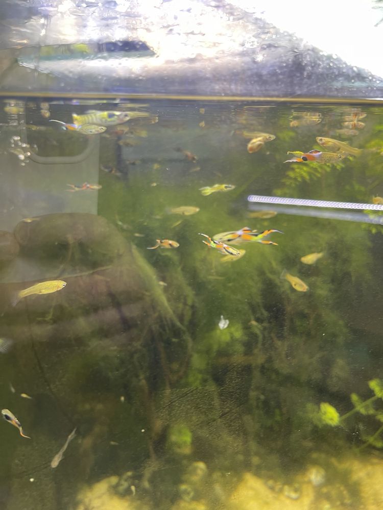 Guppys sortido para venda