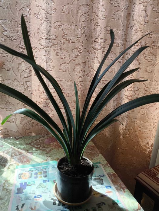 Клівія кімнатна рослина