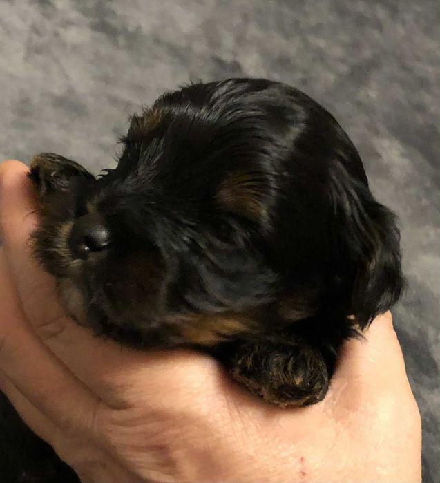 BLACK-TAN Yorkshire Terrier