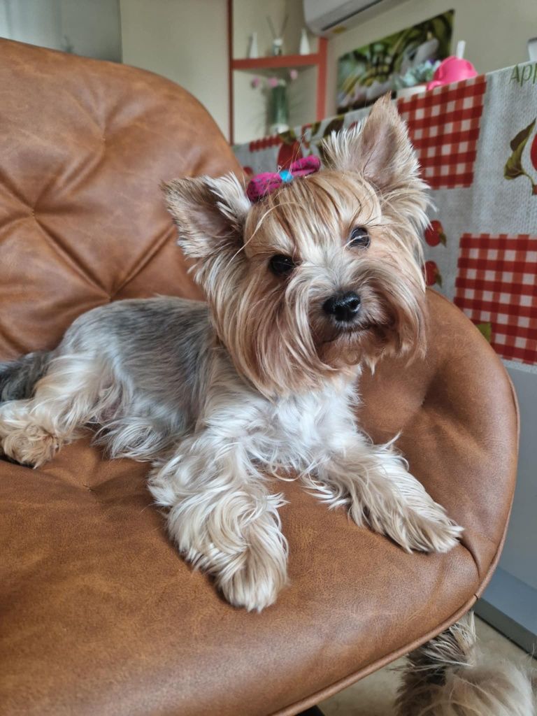Pies Yorkshire Terrier