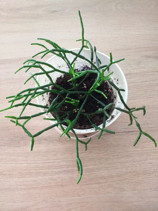 Hatiora salicornioides patyczak kwitnie na żółto