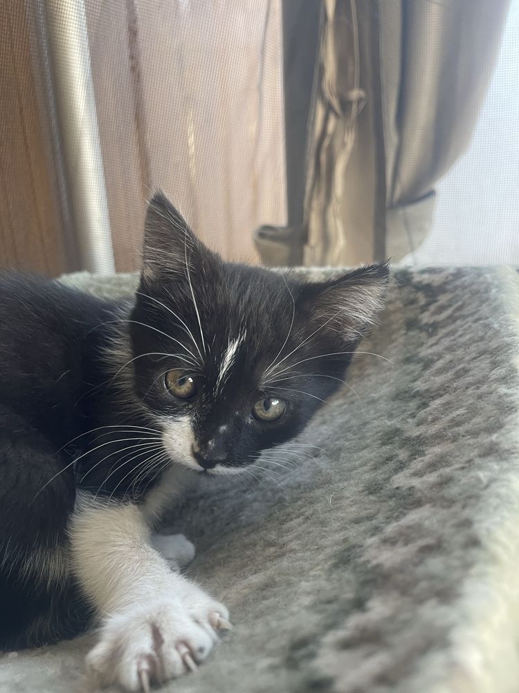 Подарую котиків!!