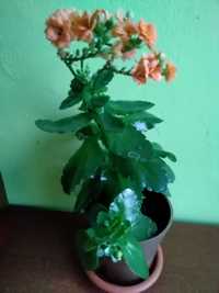 Roślina doniczkowa Kalanchoe