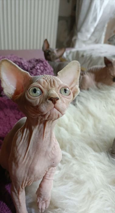 Dziewczynka o nietypowej urodzie