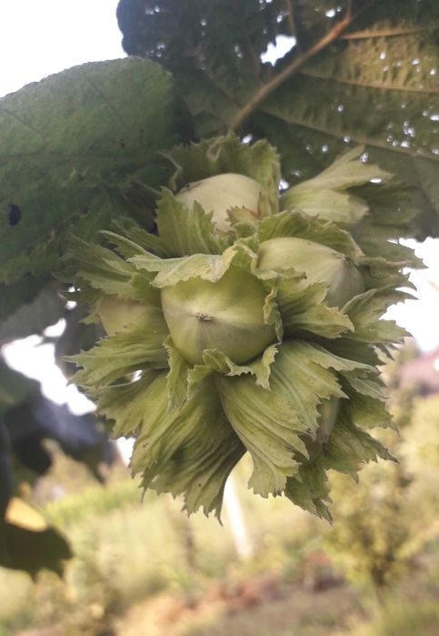 Саджанці фундука. 20 різних сортів.