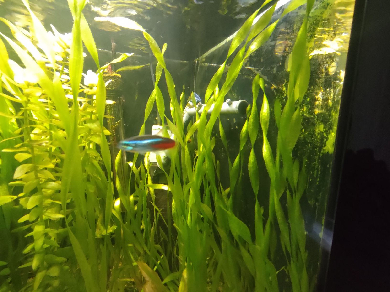 Vallisneria americana nurzaniec trawka