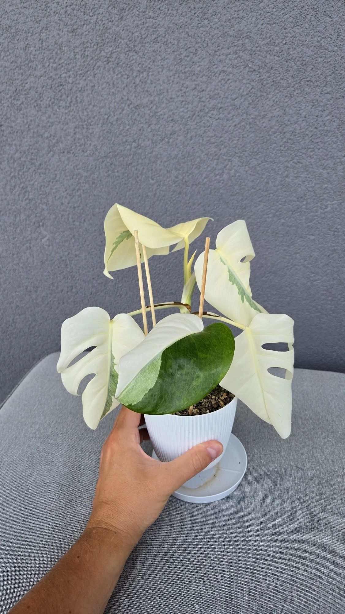 Monstera Variegata White Ghost Lava