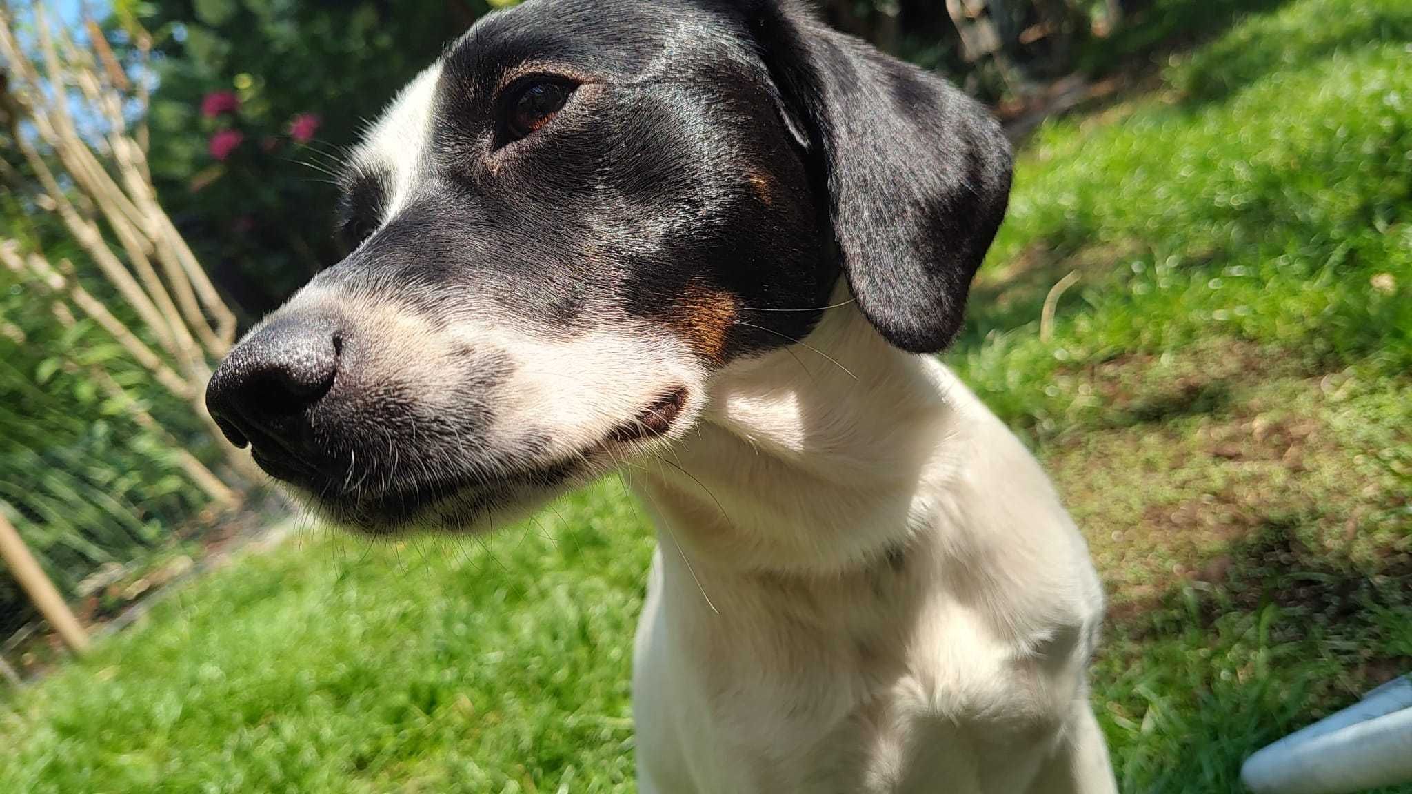 Starszy szczeniak, młody pies do adopcji
