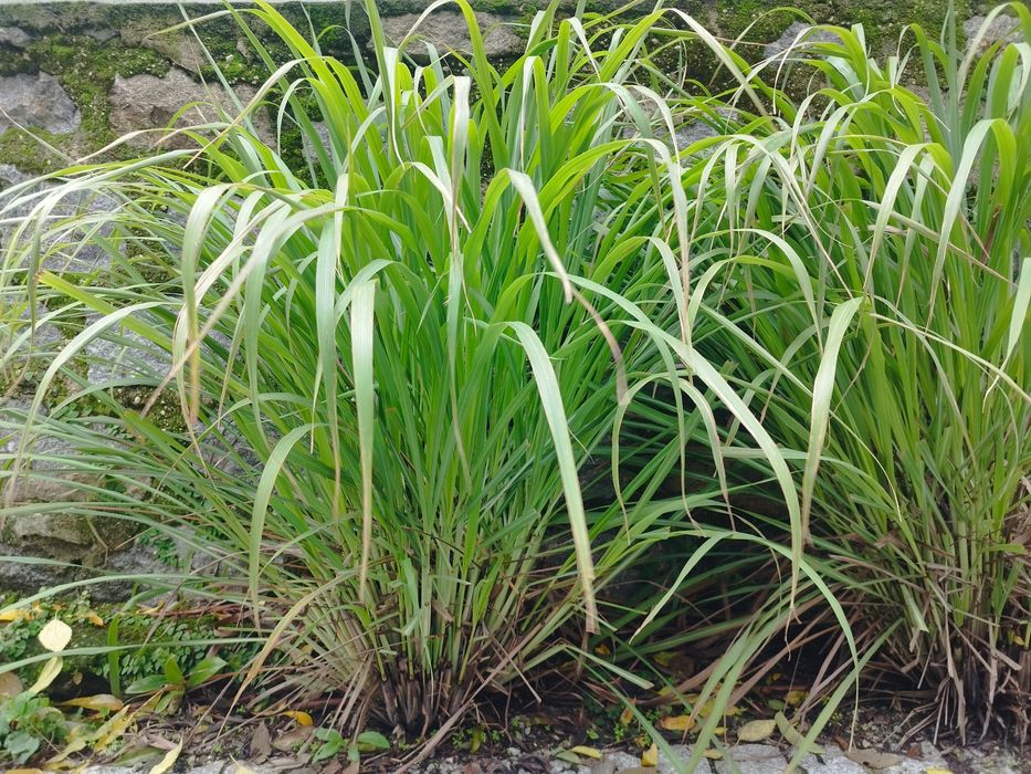 3 ou 12  Pés de Erva príncipe, capim limão, Lemongrass, Cymbopogon