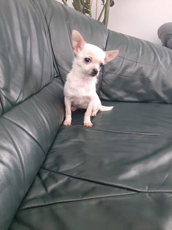 Biała suczka Chihuahua