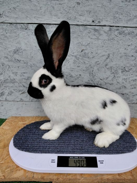 Olbrzym srokacz czarny, króliki, samiec