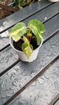 Philodendron Cream Splash