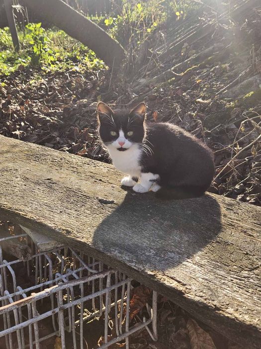 Кошенята дівчинка і хлопчик, безкоштовно, в добрі руки