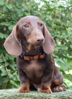 Такса ,,шоколадна,,