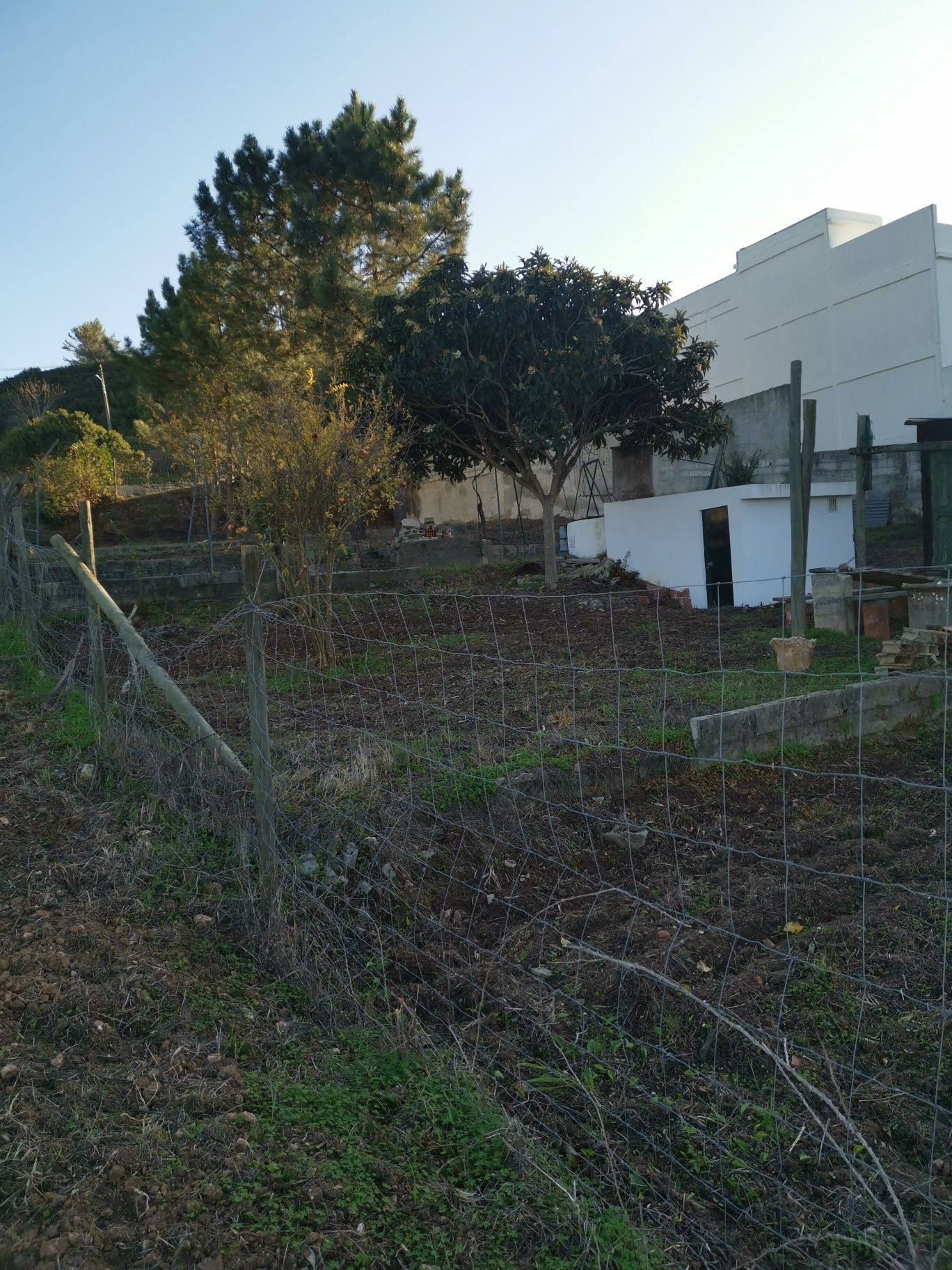 Quintinha em Sesimbra com árvores de fruta