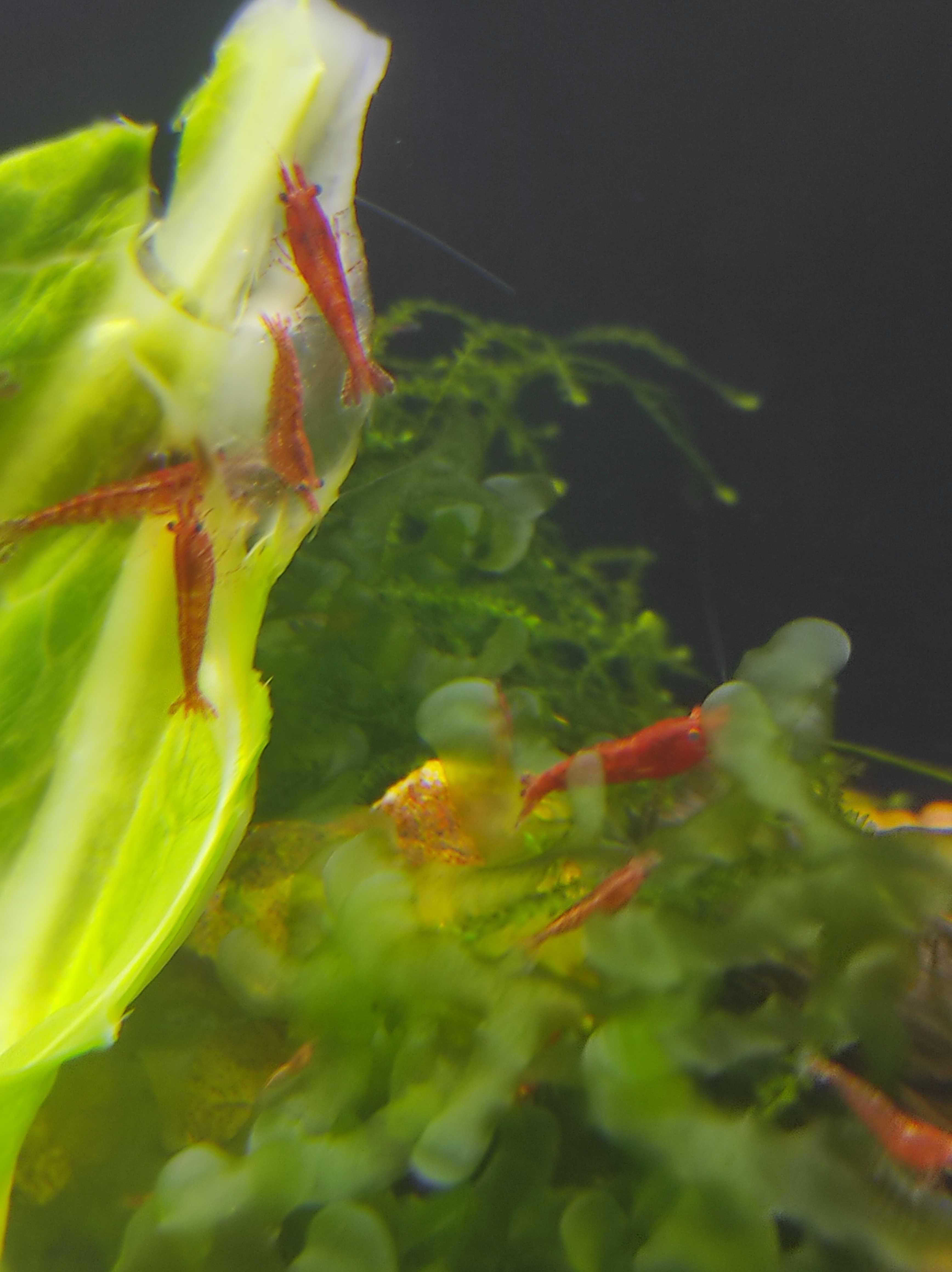 Camarões Neocaridinas Red Cherry Aquario