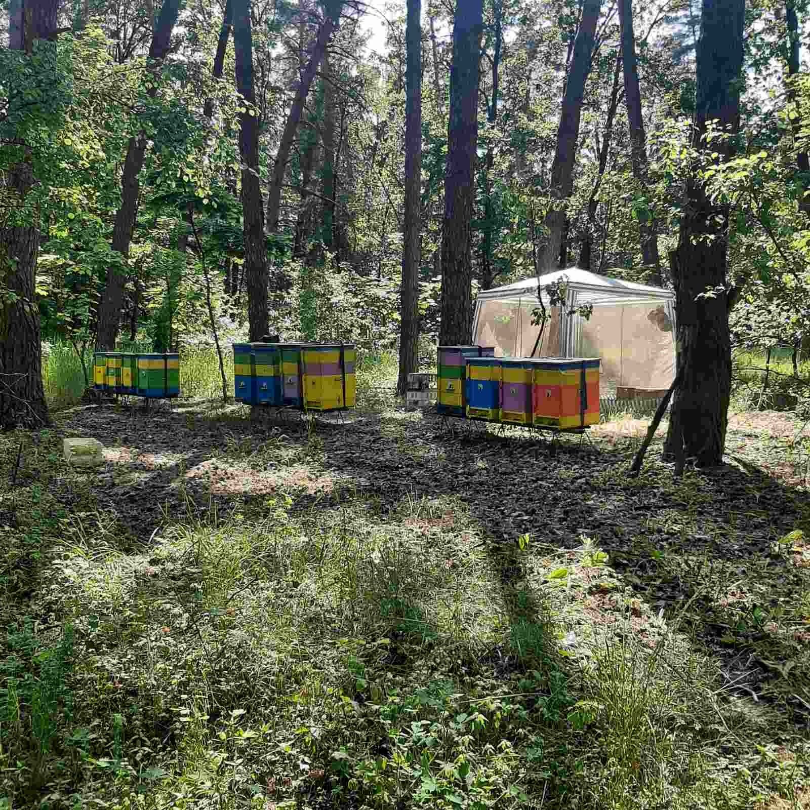 Мед лесной 1.5 кг, своя пасека