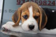 Cachorro Beagle com Lop