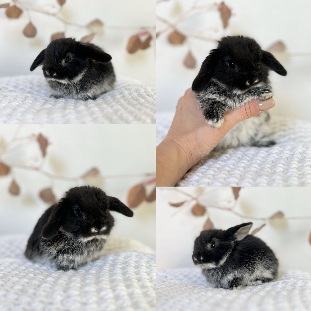Mini Króliczki ras: Mini lop i Karzełki Teddy Gotowe do odbioru