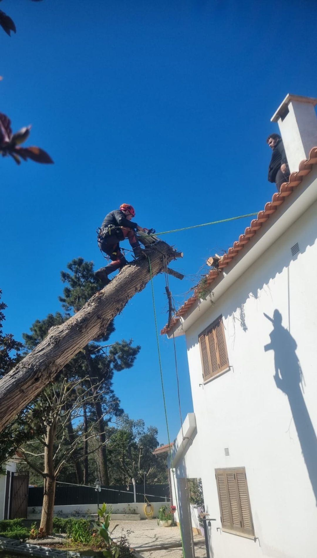 Corte e abate de árvores de elevado grau de perigosidade.