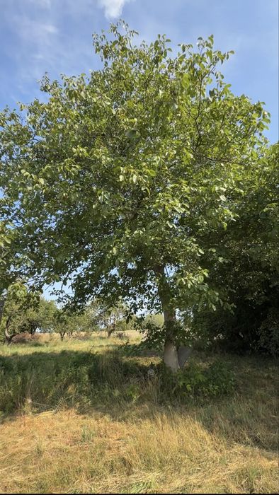 Dzialka zabudowana 1600m