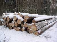 Drewno dłużyca tartaczne (sosna)