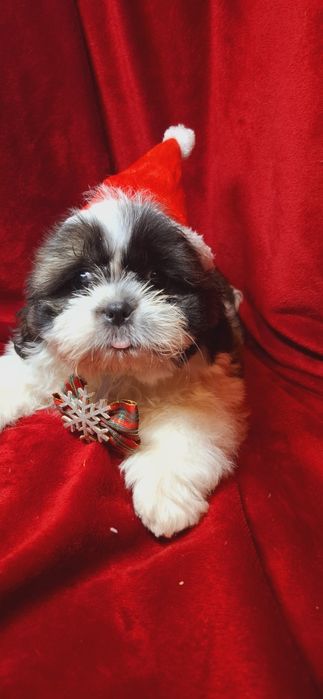 Chłopcy shih tzu