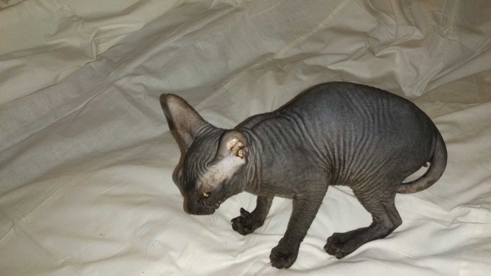 Кошеня (кішка) донського сфінкса • Котенок донского сфинкса • Sphynx