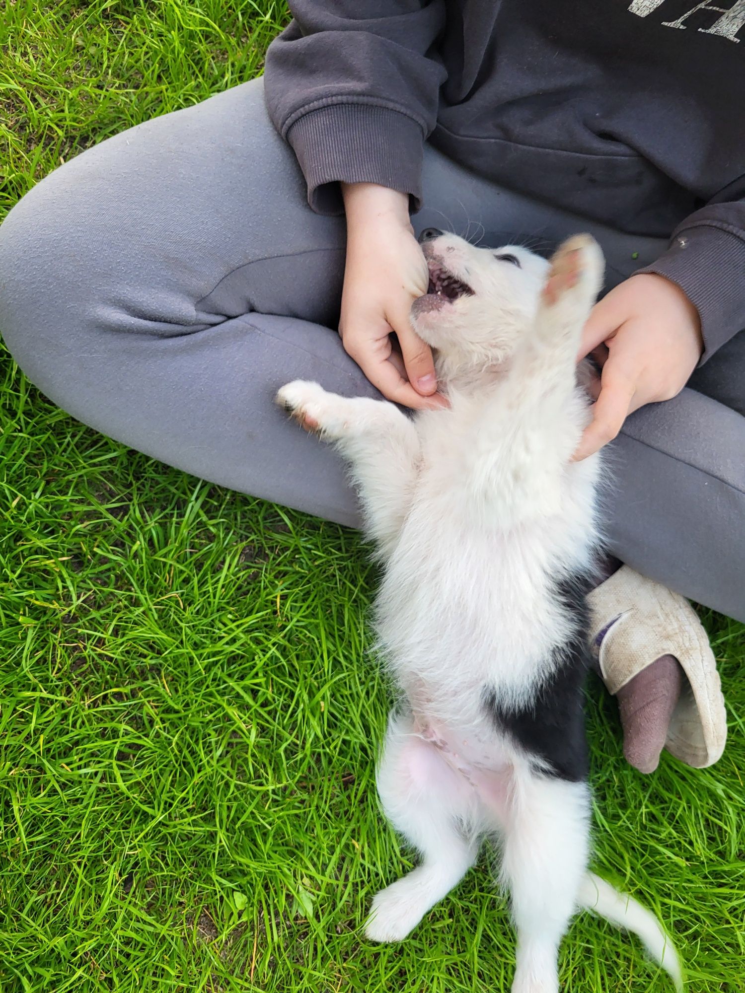 Border Collie - przytulas Samczyk - chip, rodowód, WKU, PPK